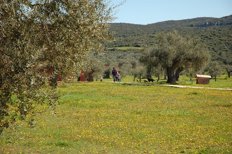 hippesippe__Eumelia__ walking__around__the__farm__Copyright__www.eumelia.com